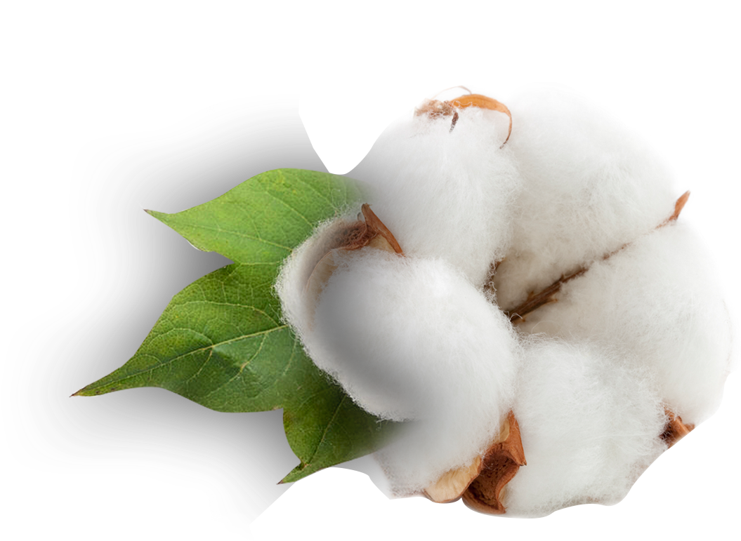Cotton Bollwith Leaf PNG image