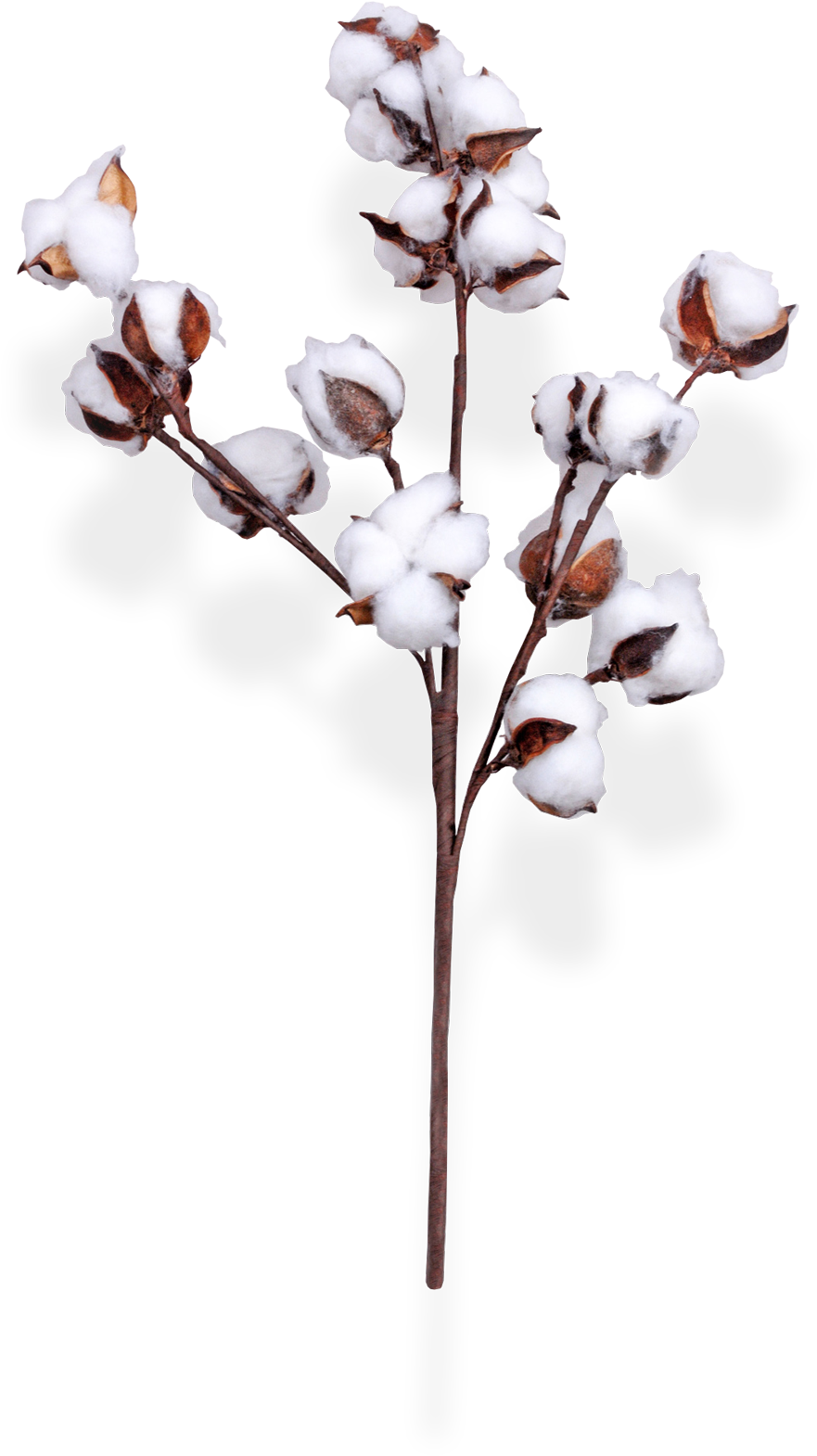 Cotton Branchon Transparent Background PNG image
