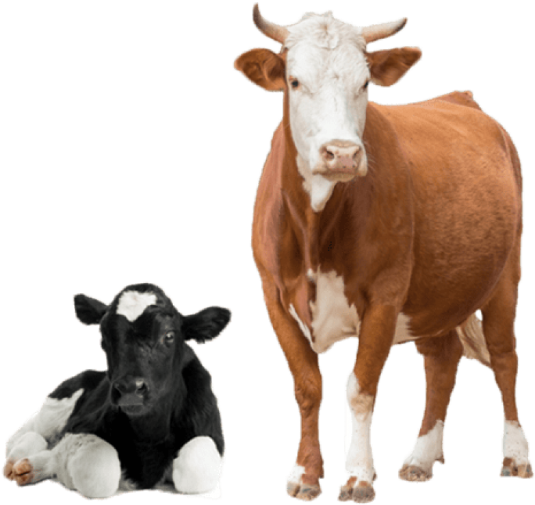 Cowand Calf Isolated PNG image