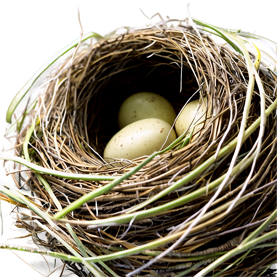 Cozy Bird Nest Png 69 PNG image