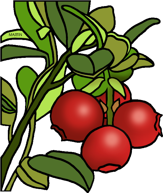 Cranberry Plant Illustration.png PNG image