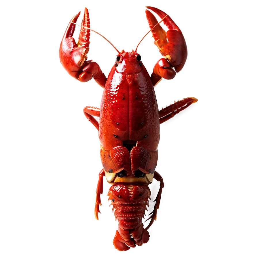 Crawfish D PNG image