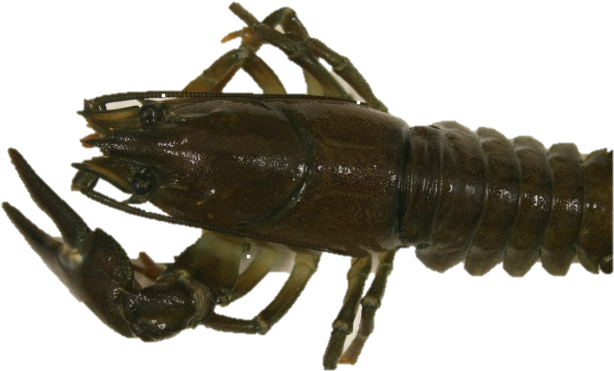 Crayfish Close Up Profile PNG image