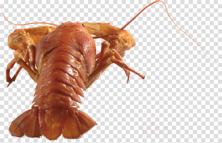 Crayfish Transparent Background PNG image