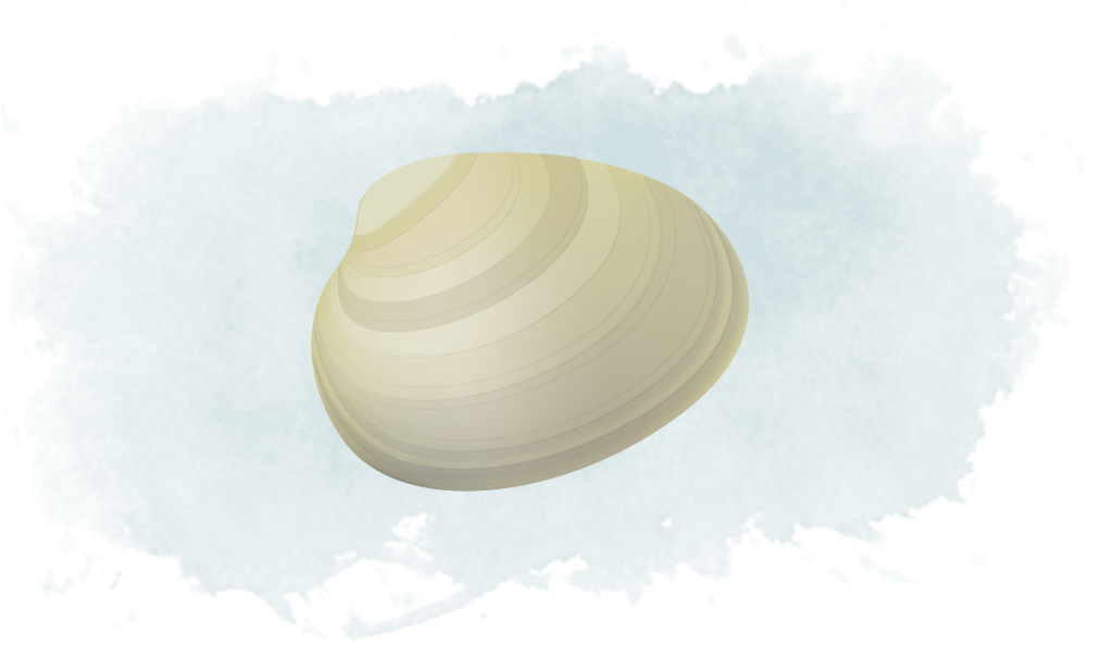 Creamy Clam Illustration PNG image