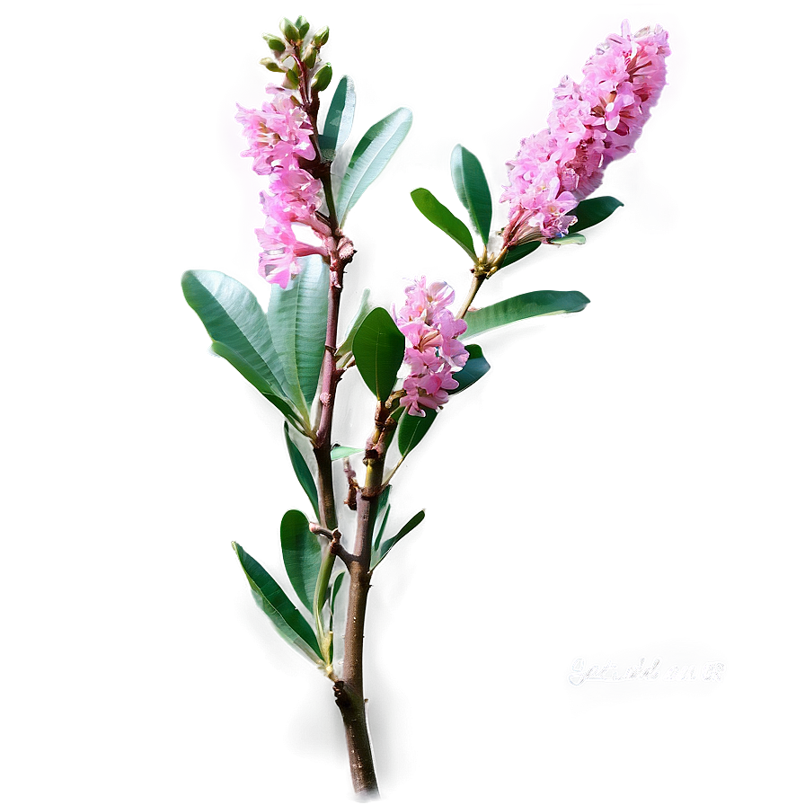 Crepe Myrtle B PNG image