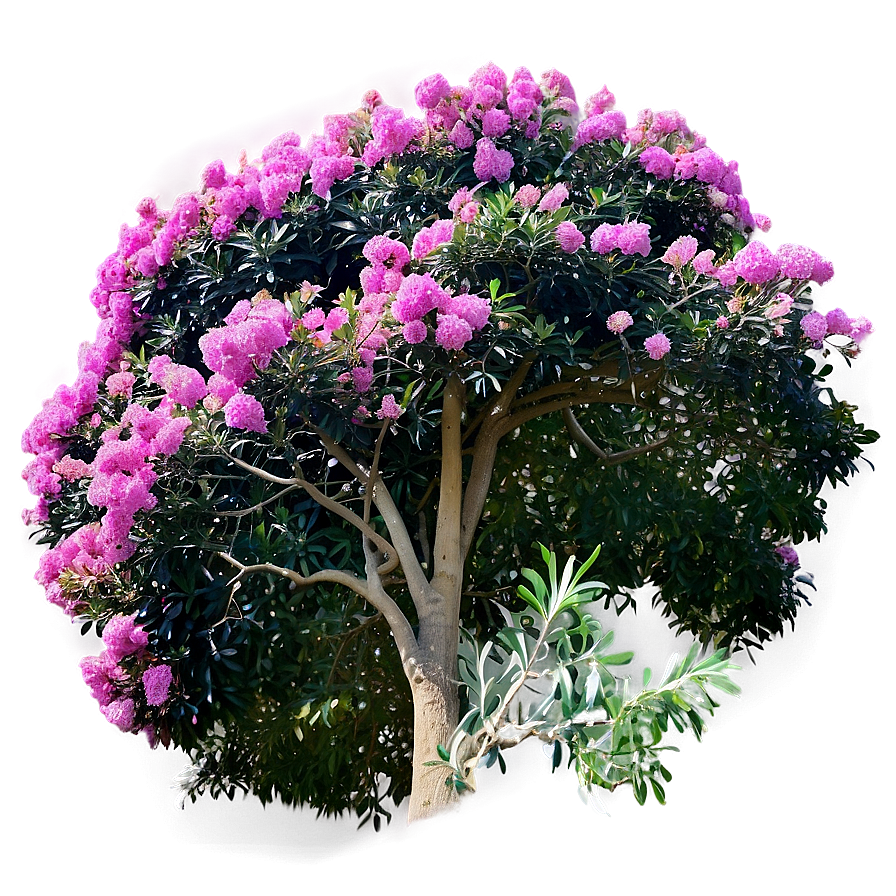 Crepe Myrtle Canopy View Png 50 PNG image