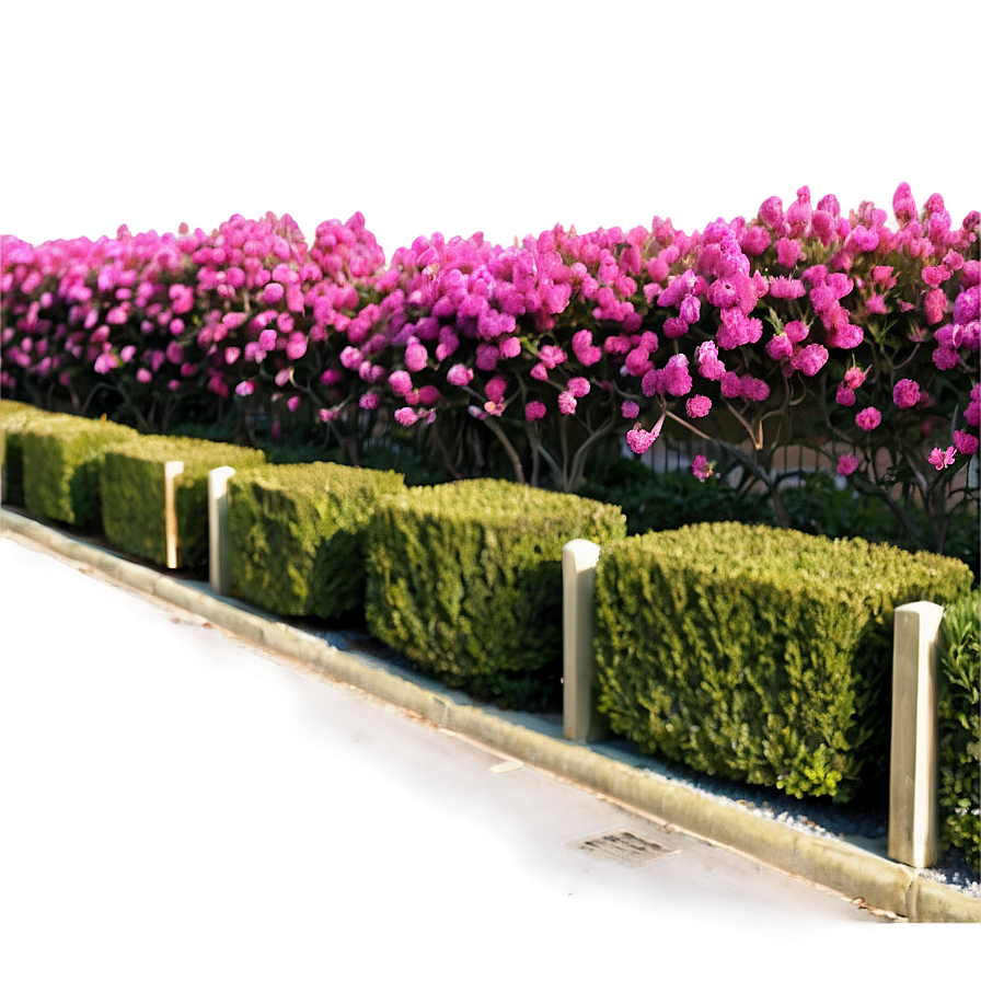 Crepe Myrtle Fence Line Png Aot25 PNG image