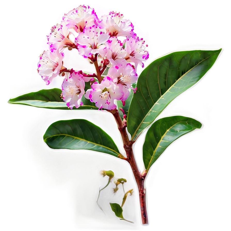 Crepe Myrtle Floral Design Png 84 PNG image