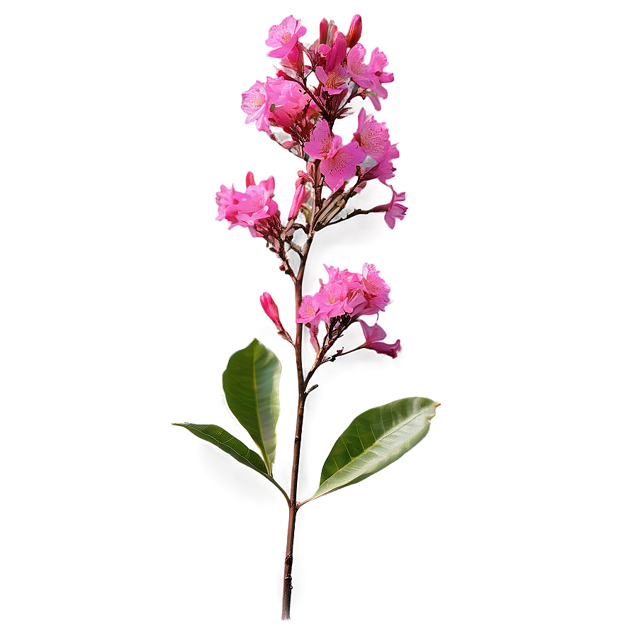 Crepe Myrtle Floral Design Png Lfq87 PNG image