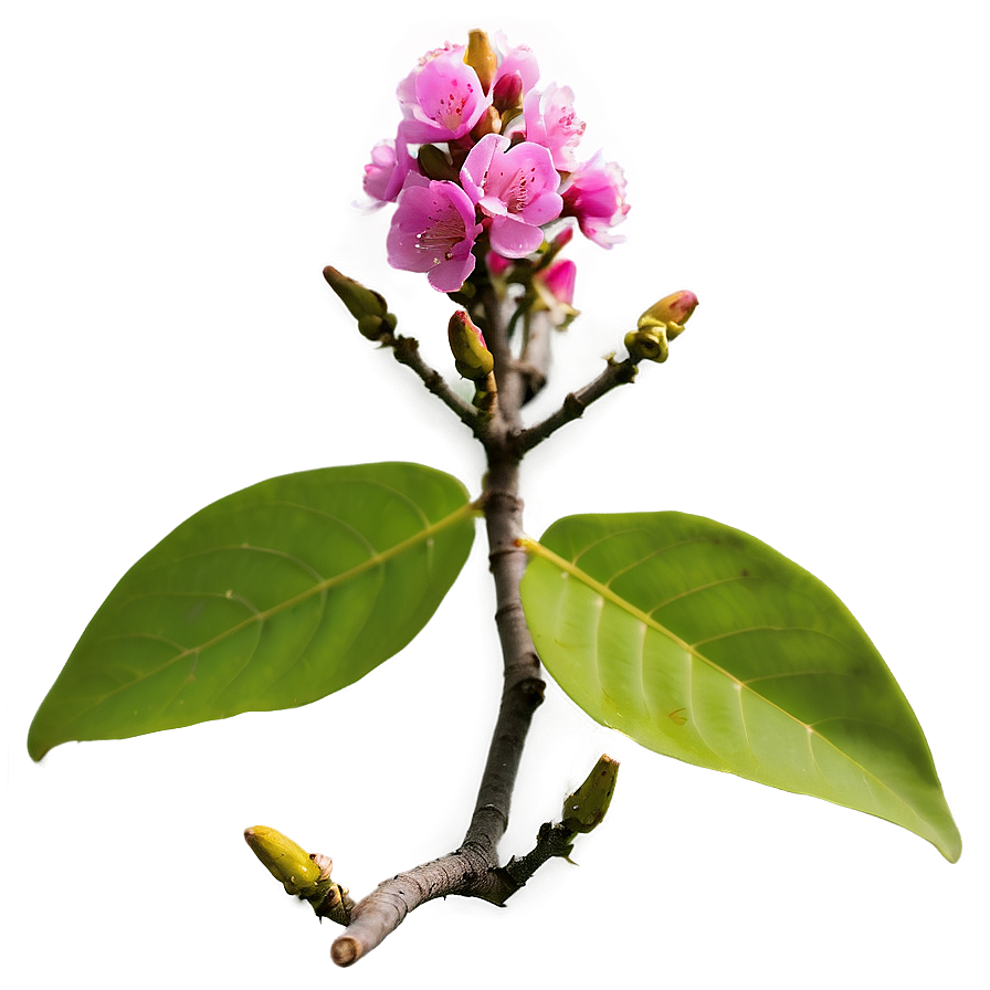 Crepe Myrtle Flower Bud Png Hfx65 PNG image