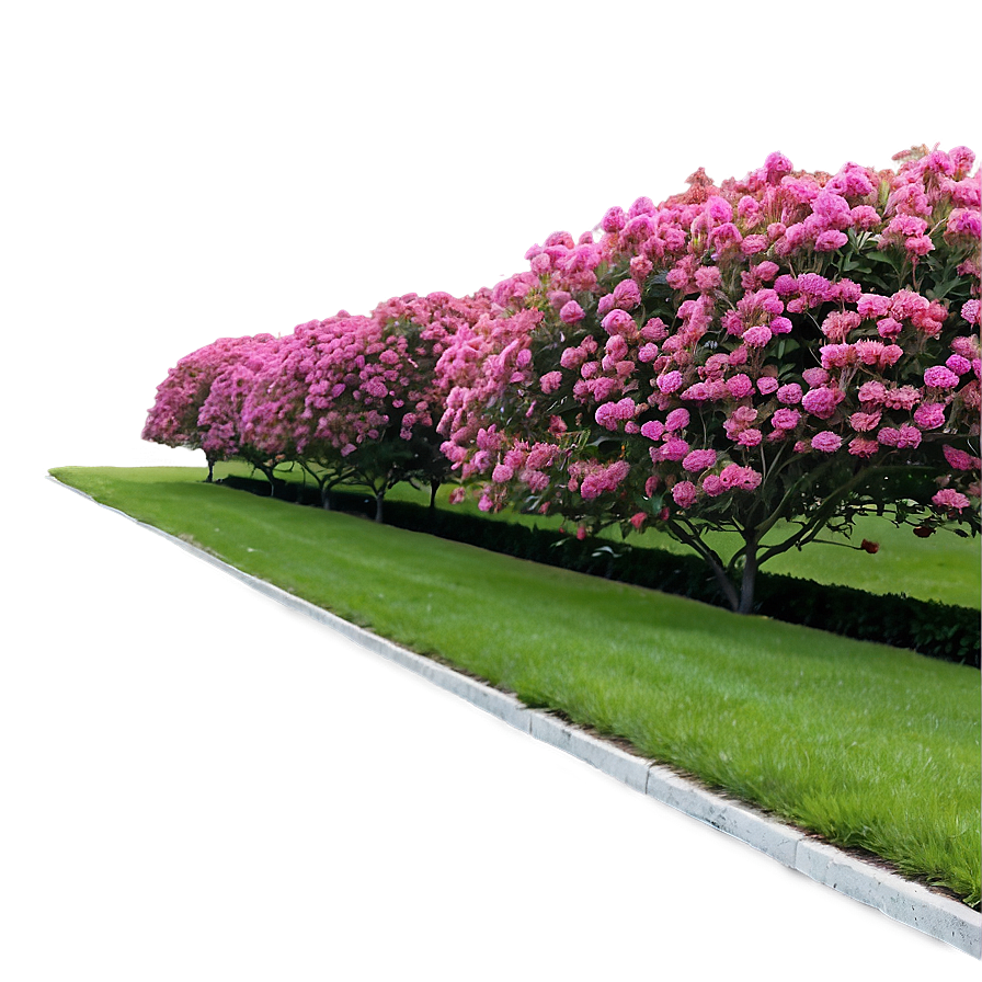 Crepe Myrtle Pathway Edge Png Nud PNG image