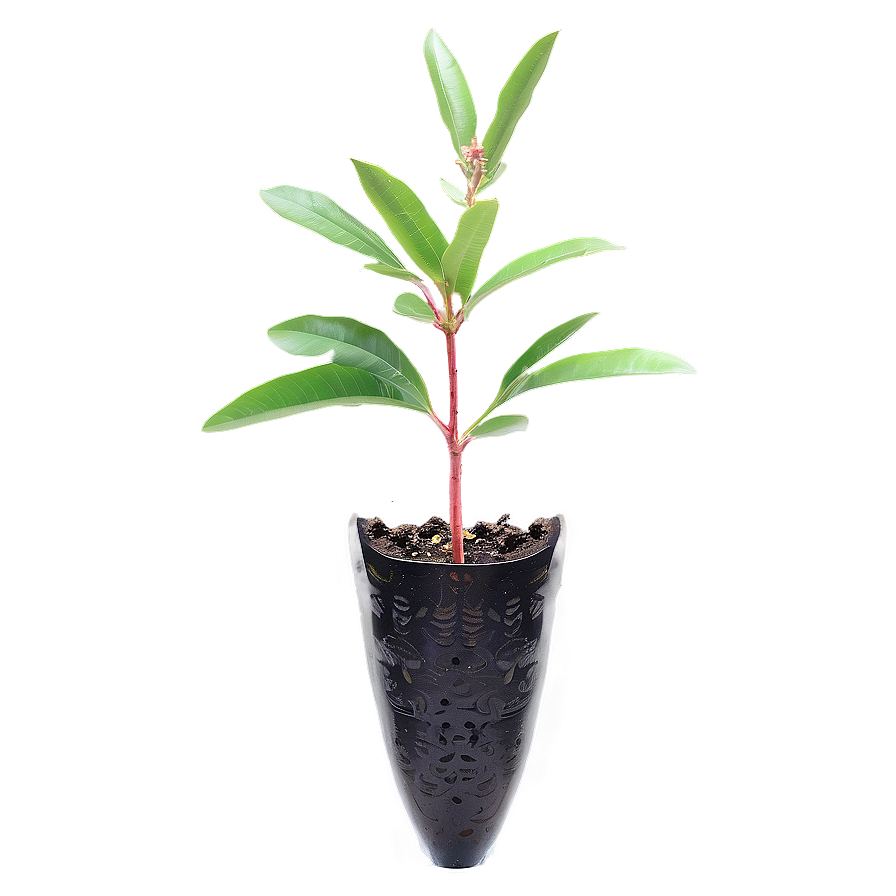 Crepe Myrtle Seedling Png Hso PNG image