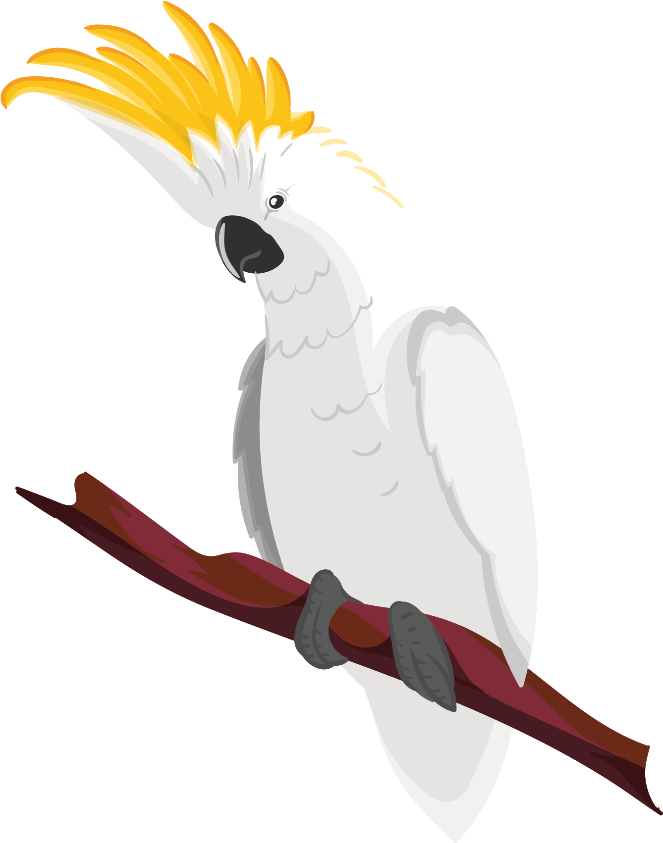 Crested Cockatoo Illustration PNG image