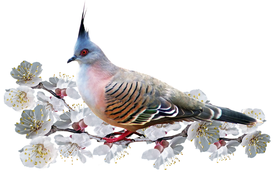 Crested Pigeonon Flowering Branch PNG image