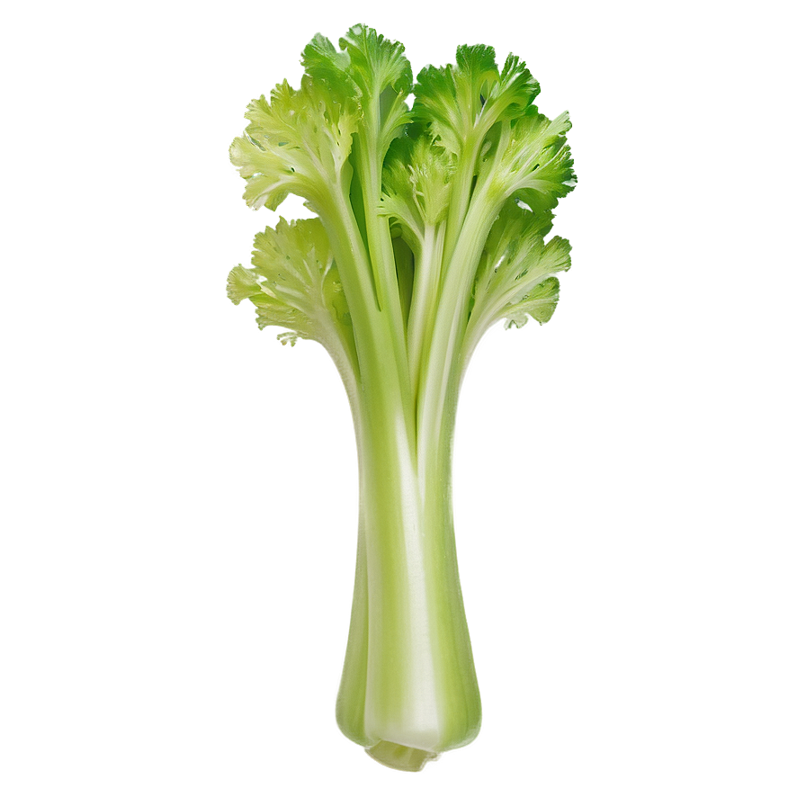 Crisp Celery Bunch Png 06252024 PNG image