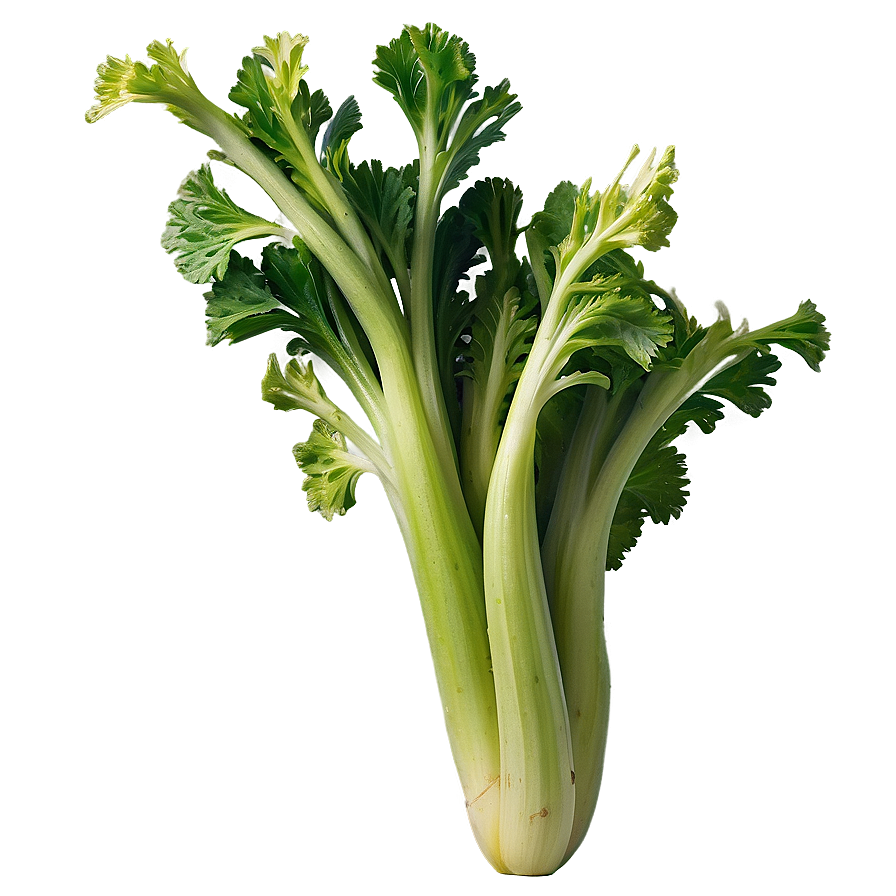 Crisp Celery Bunch Png Cul70 PNG image