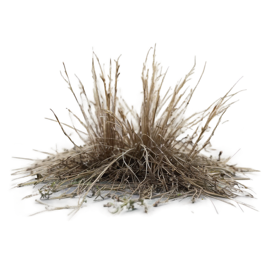 Crisp Dead Grass Png 06282024 PNG image