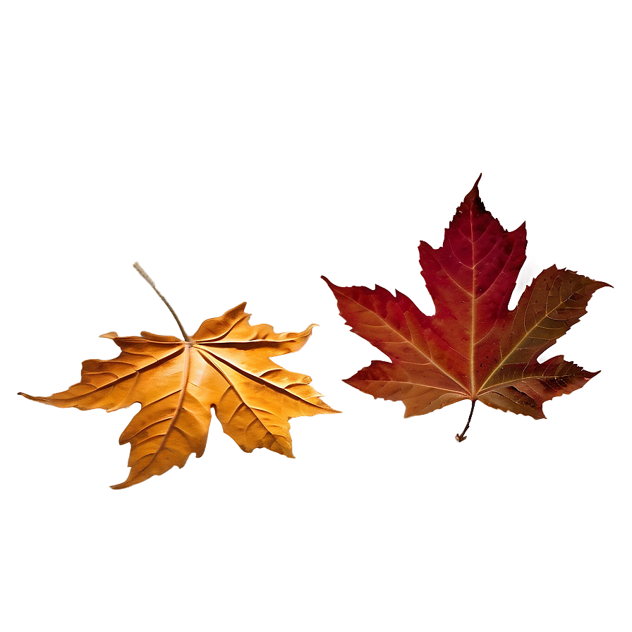Crisp Fall Leaves Png Snw PNG image