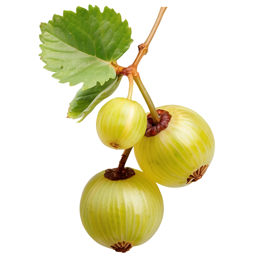 Crisp Gooseberry Png 37 PNG image