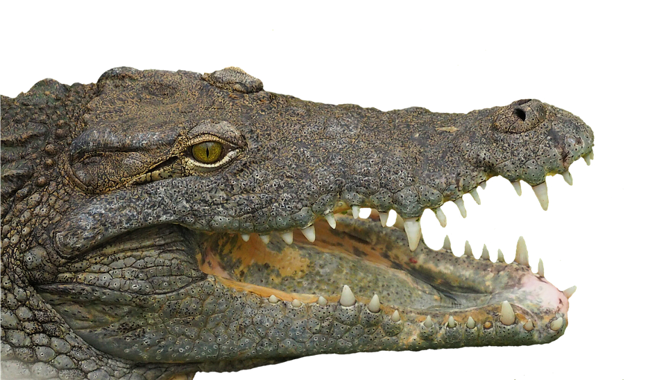 Crocodile Close Up Portrait PNG image