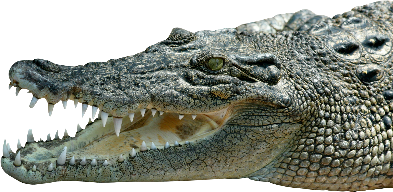 Crocodile_ Closeup_ P N G_ Background PNG image