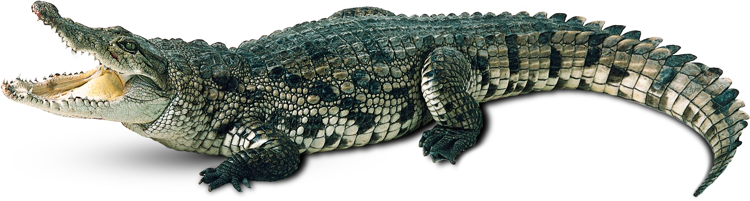 Crocodile Open Mouth Profile PNG image