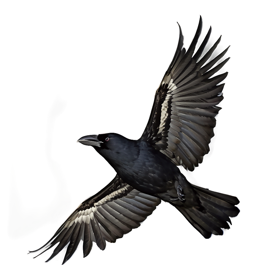 Crow Cawing In Flight Png Lec PNG image