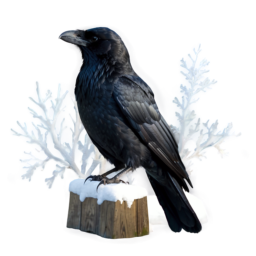 Crow In Snow Png Qtu PNG image