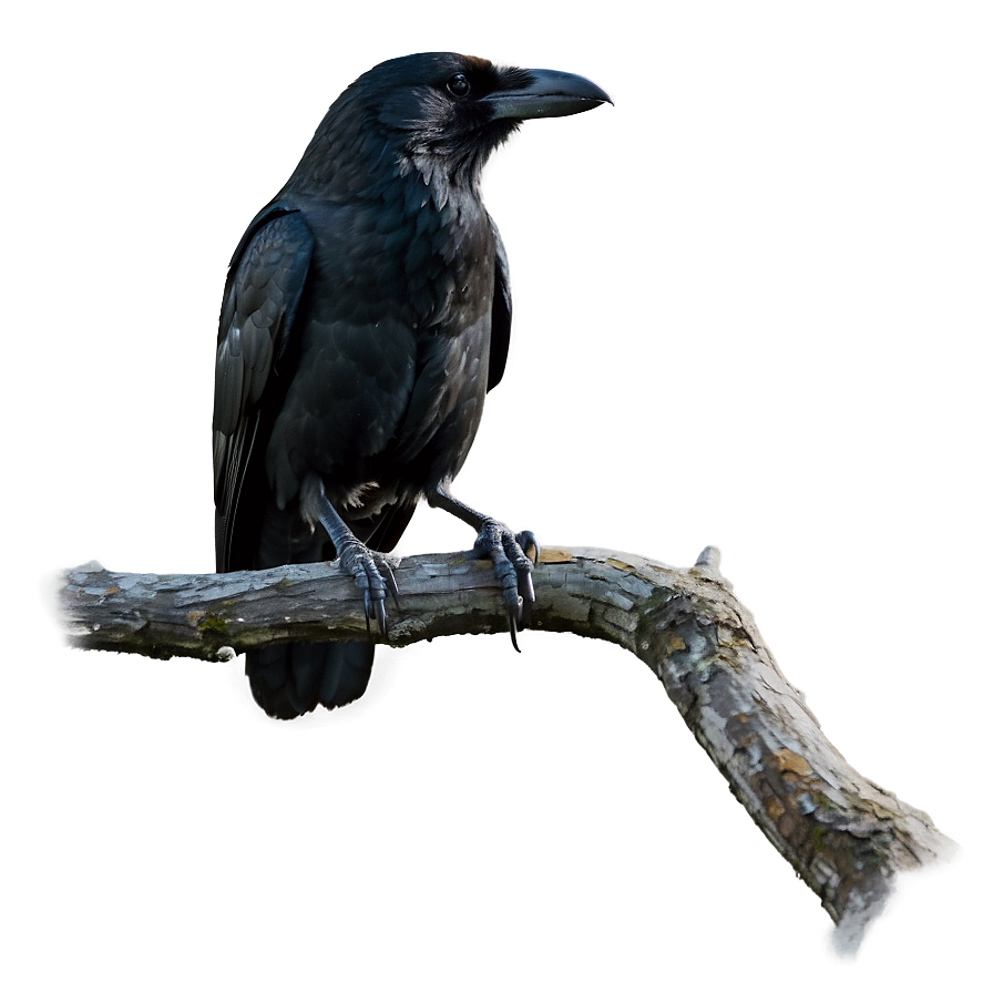 Crow On Branch Png 51 PNG image