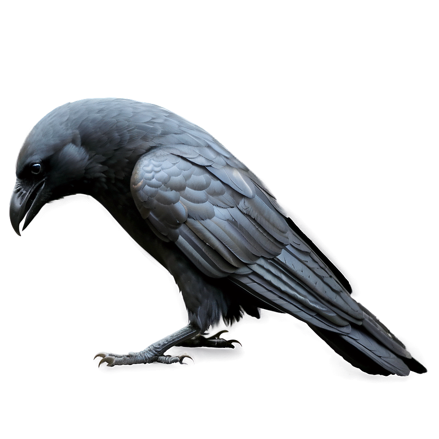 Crow Outline Png 05232024 PNG image