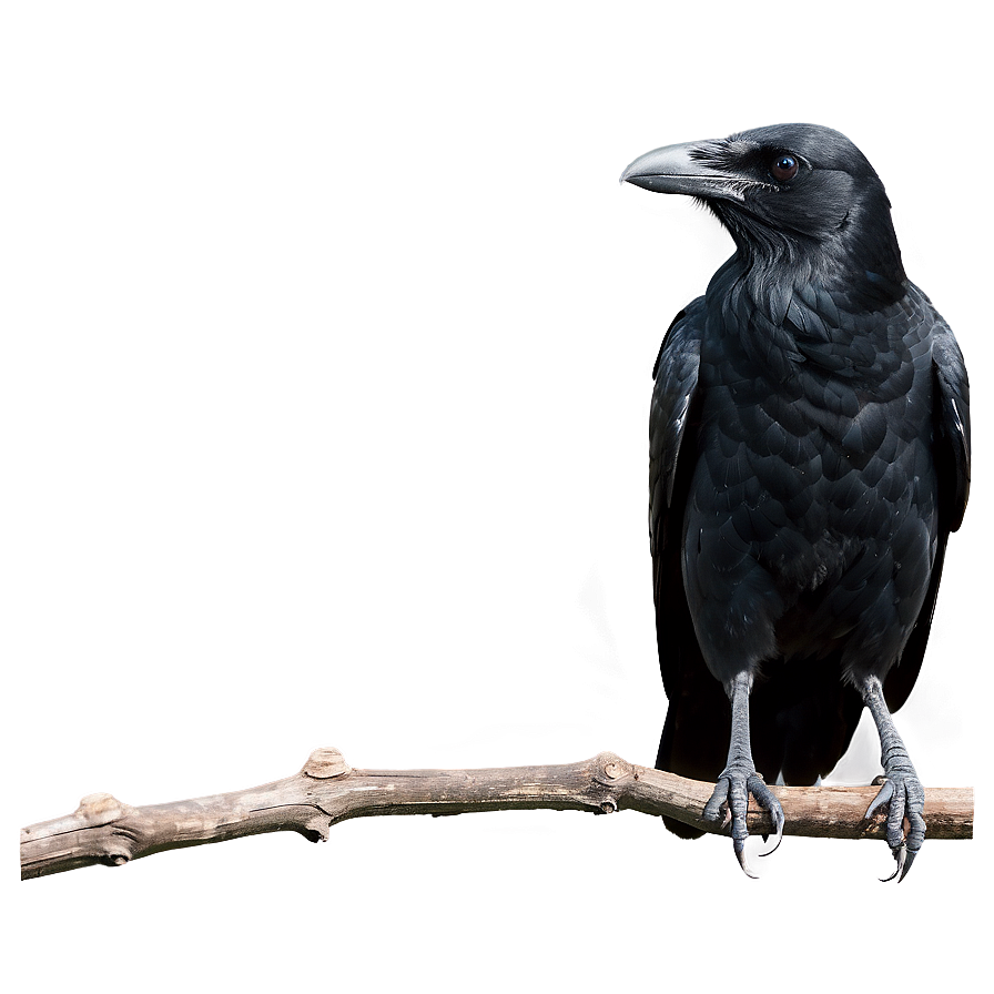 Crow Standing Png 05232024 PNG image