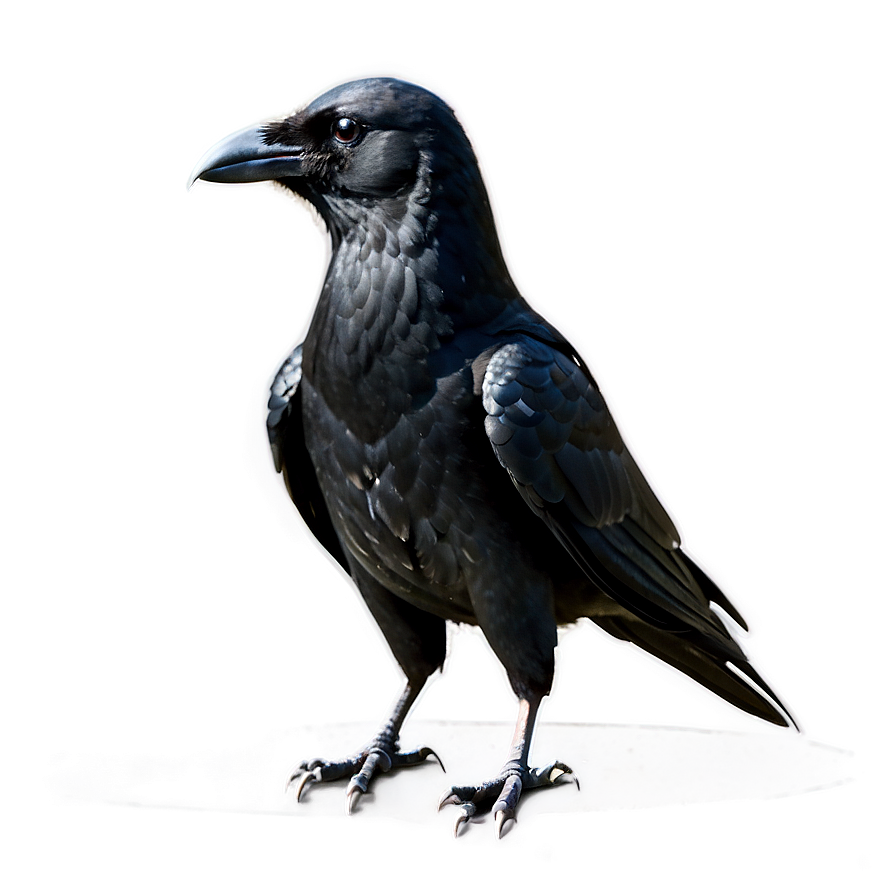 Crow Standing Png Nii42 PNG image