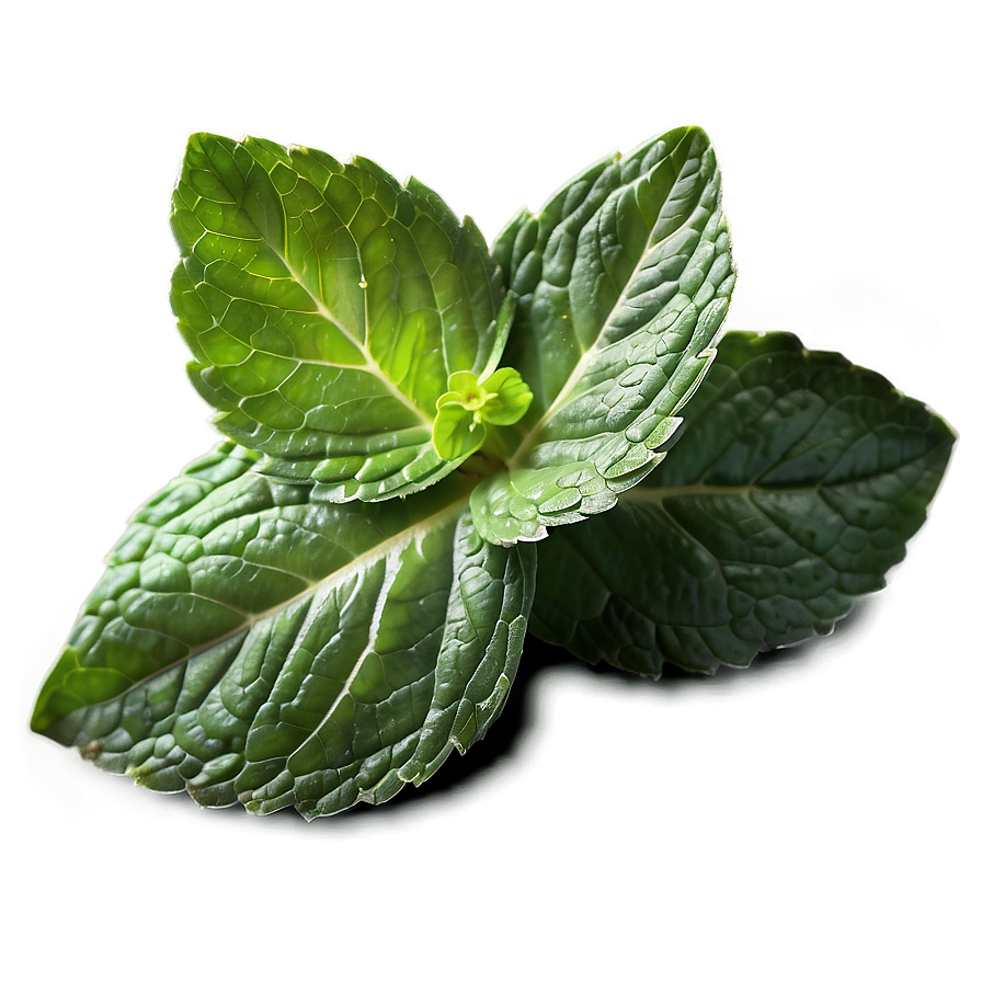 Crushed Mint Leaves Png 06262024 PNG image