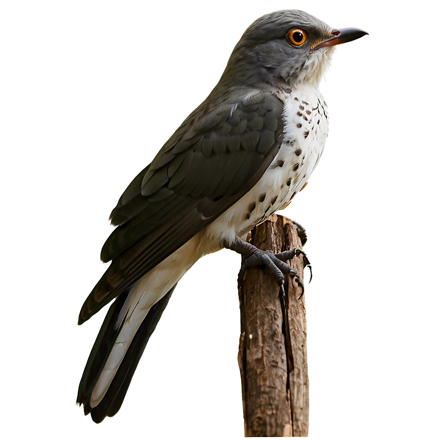 Cuckoo Bird Forest Png Knl PNG image