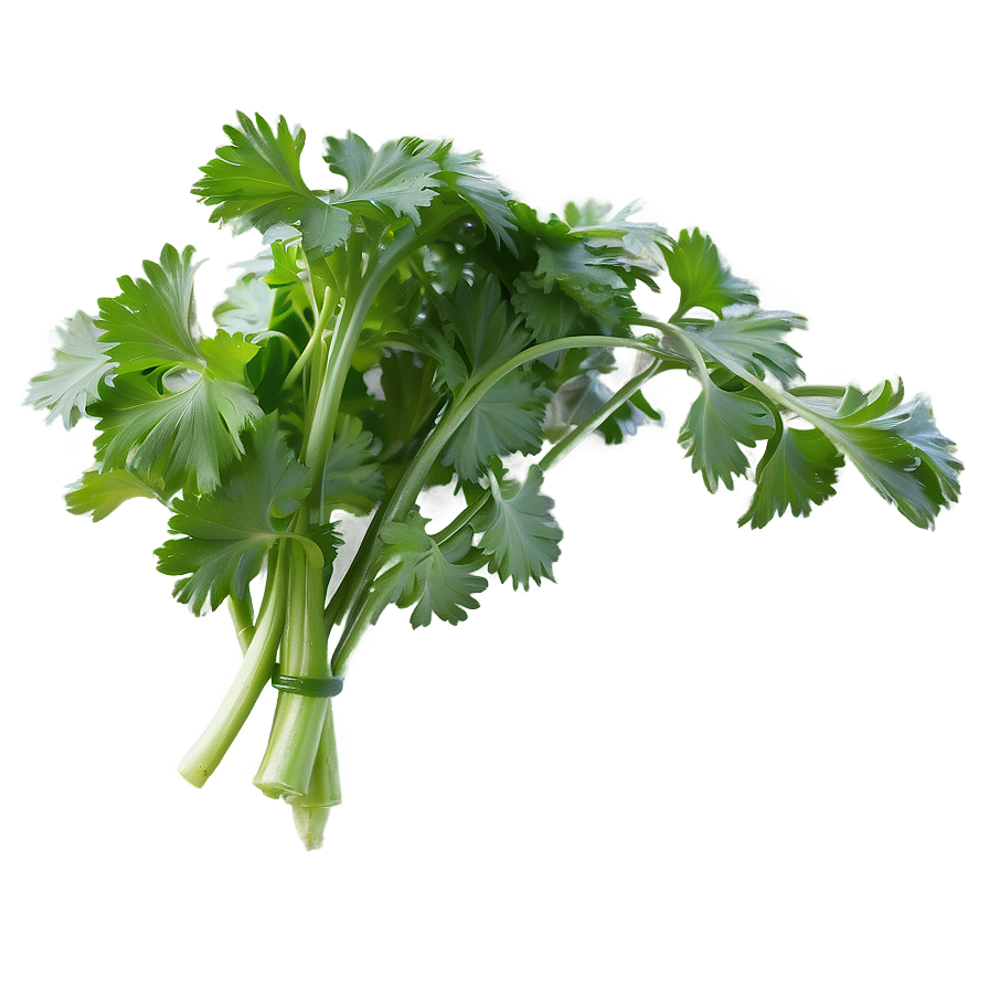 Culinary Cilantro Png 06212024 PNG image