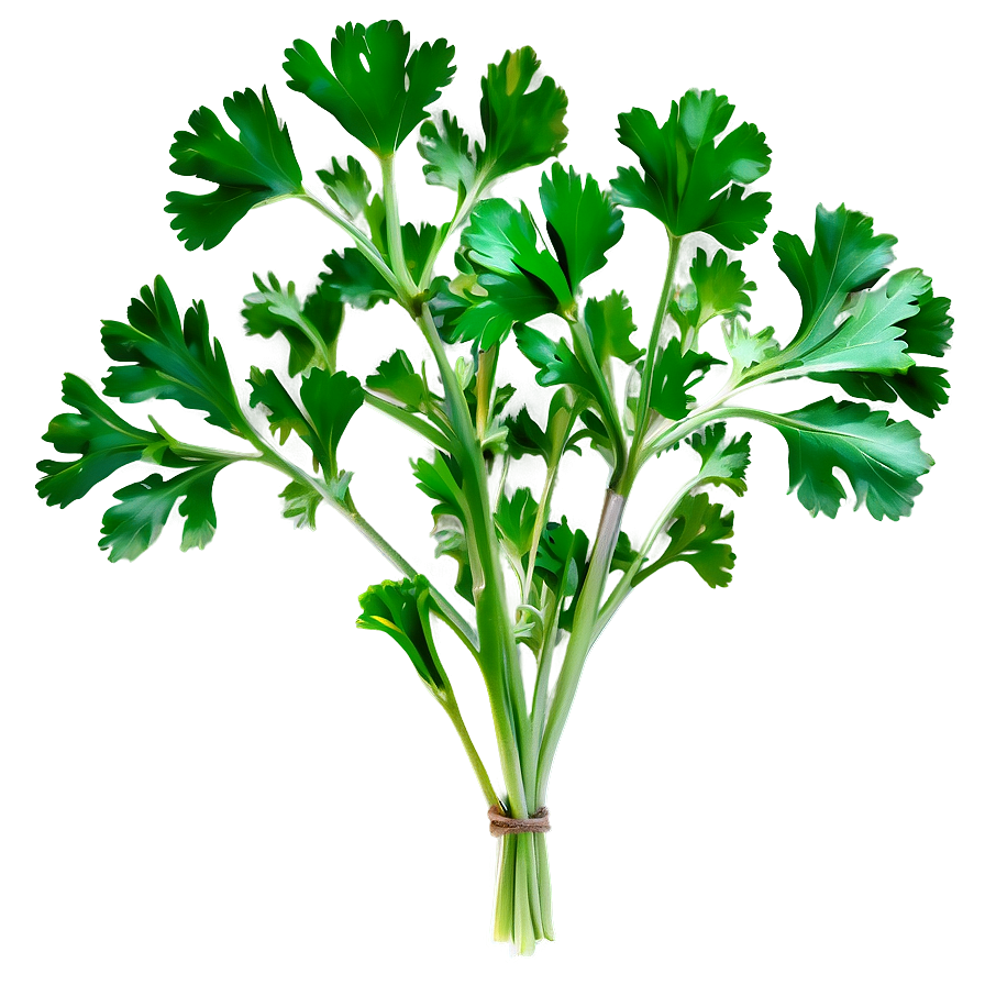 Culinary Cilantro Png 43 PNG image