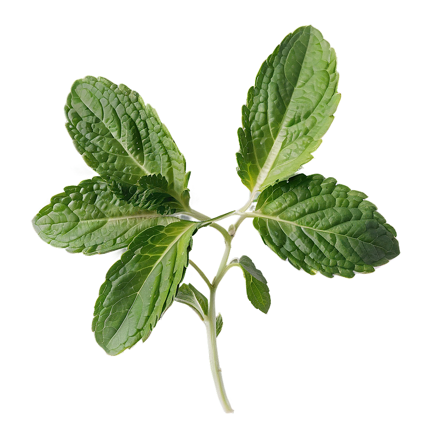 Culinary Mint Leaves Png Dwb PNG image