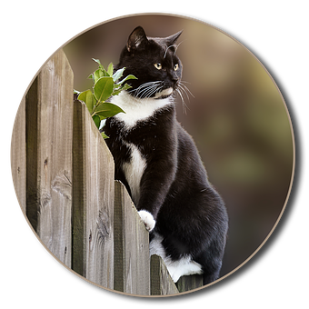 Curious Blackand White Cat Peering Over Fence PNG image