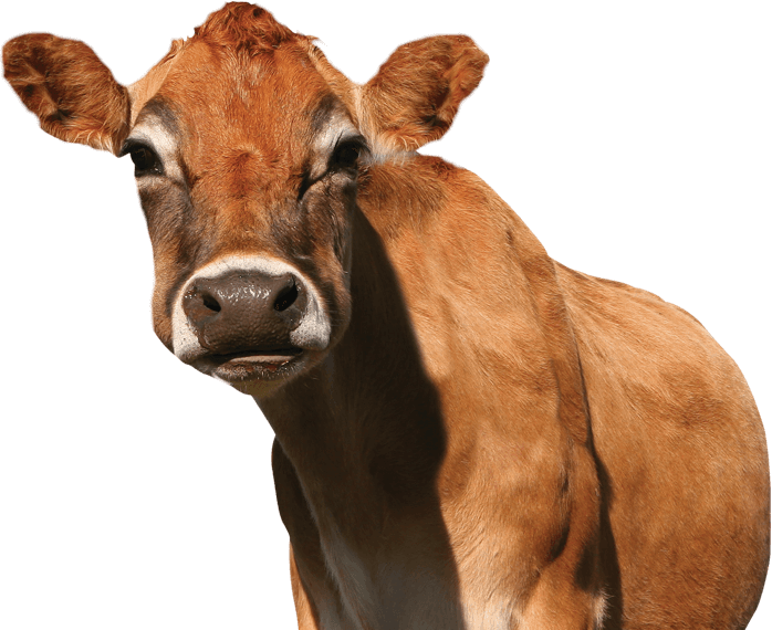 Curious Brown Cow Portrait PNG image