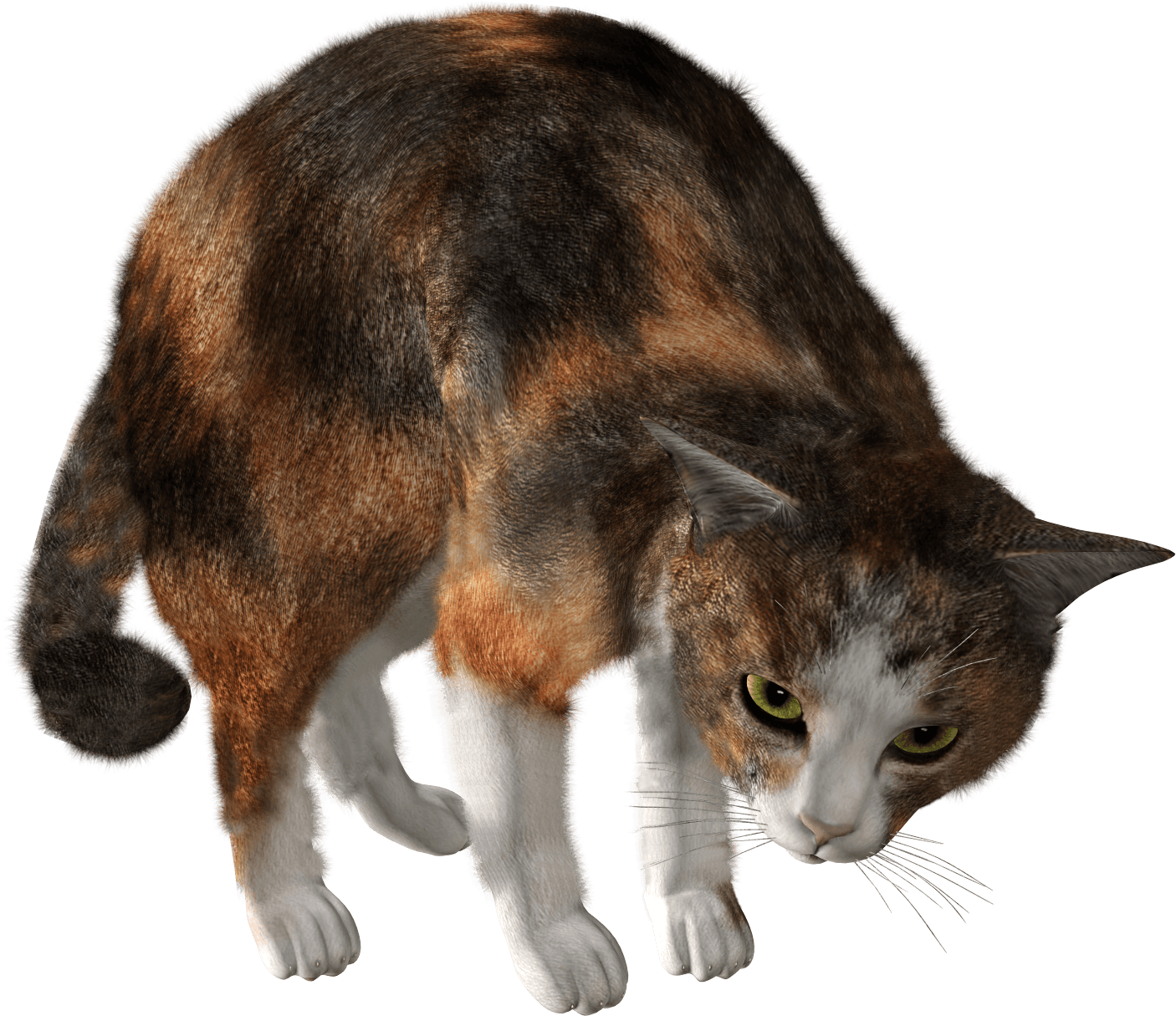 Curious Cat Peering Downward PNG image