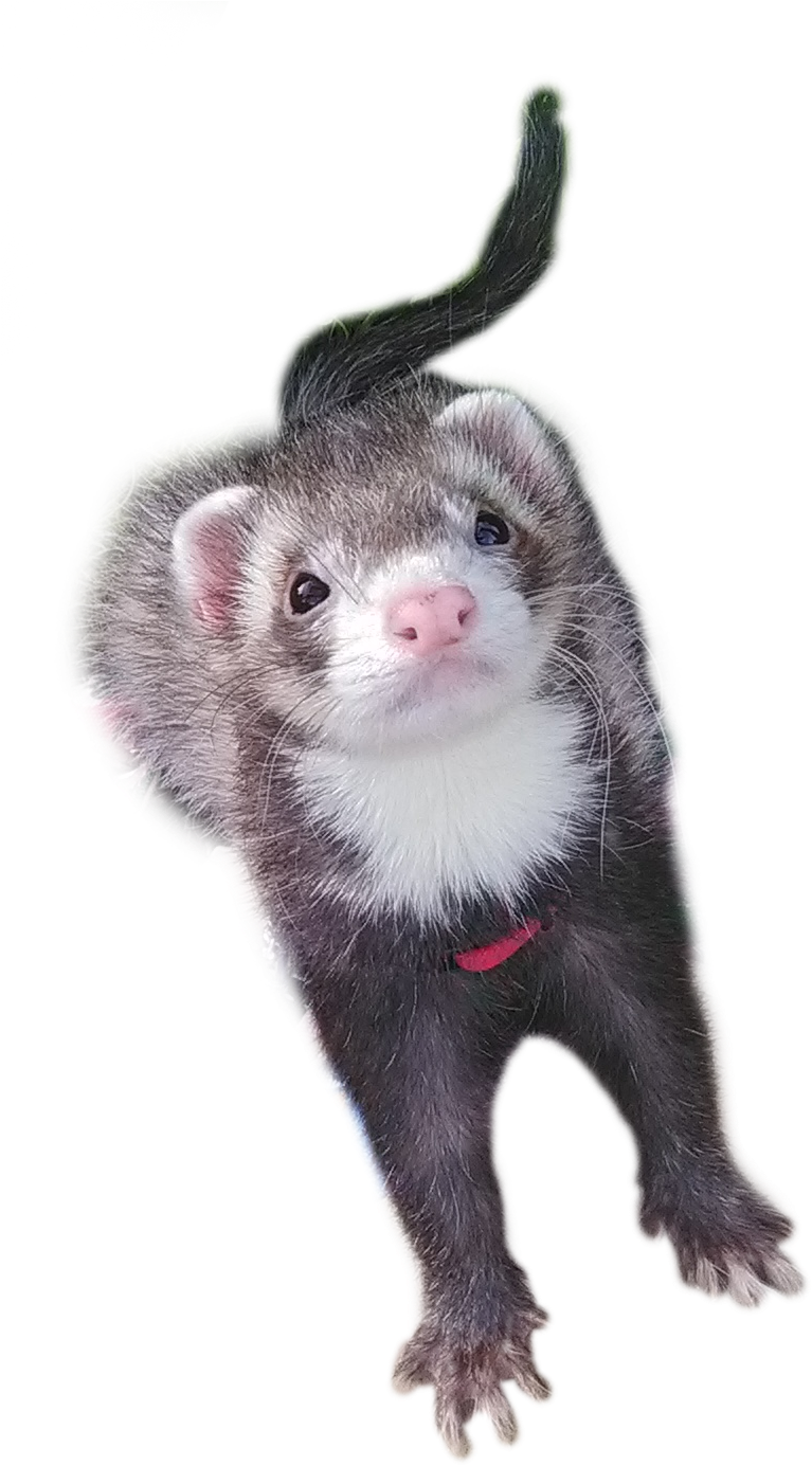 Curious Ferret Peeking PNG image