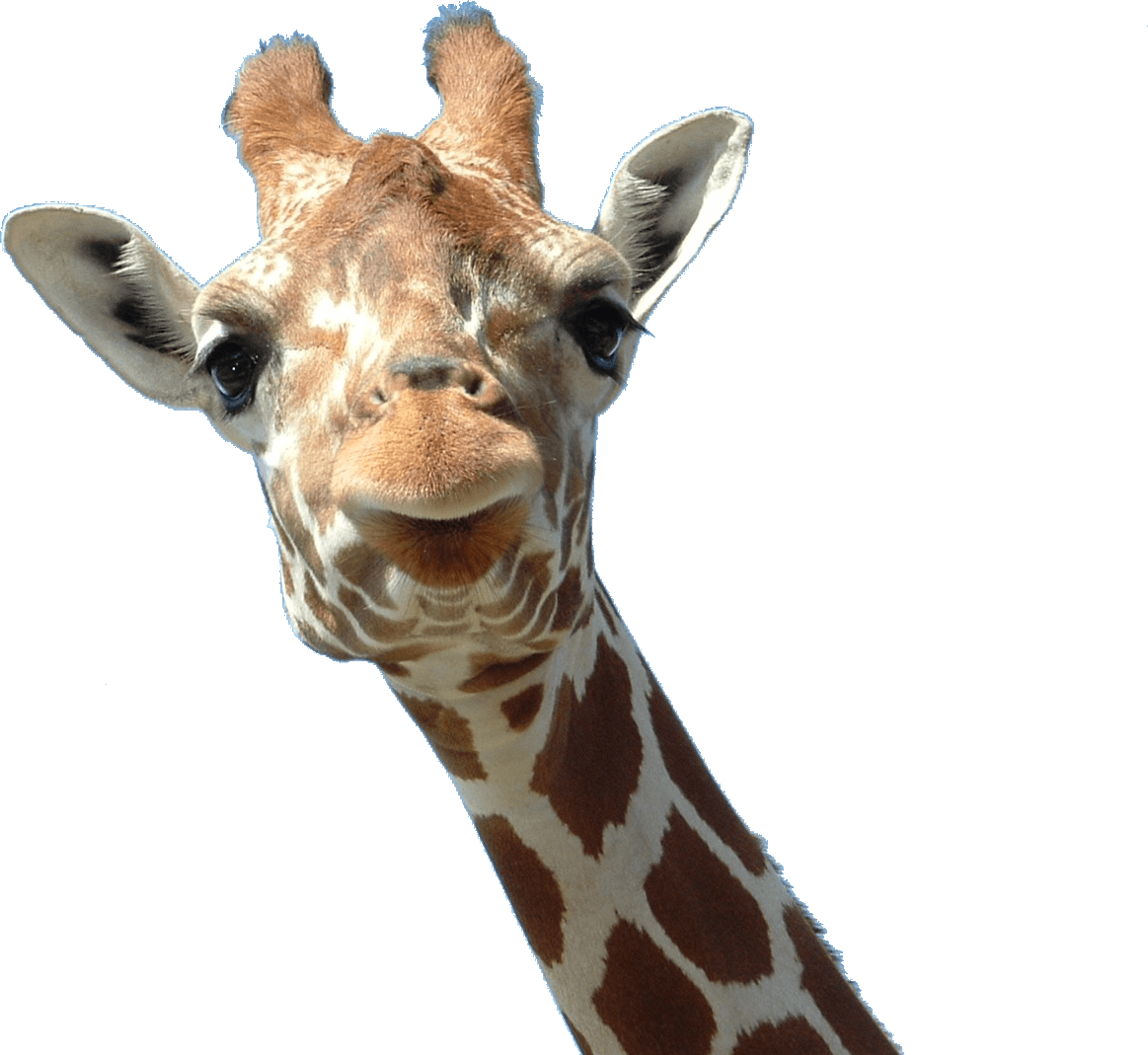 Curious Giraffe Portrait PNG image