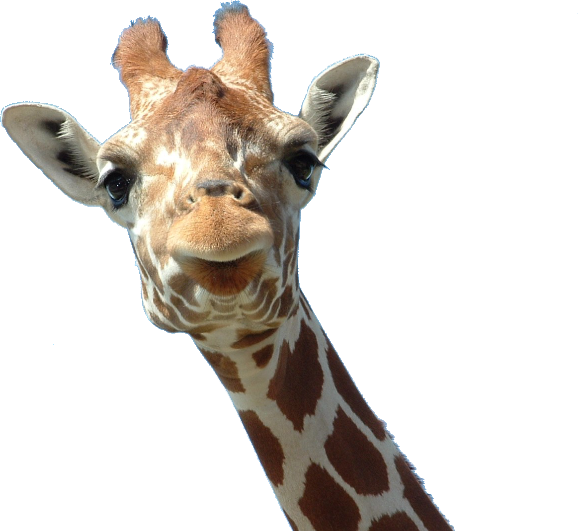 Curious Giraffe Portrait PNG image