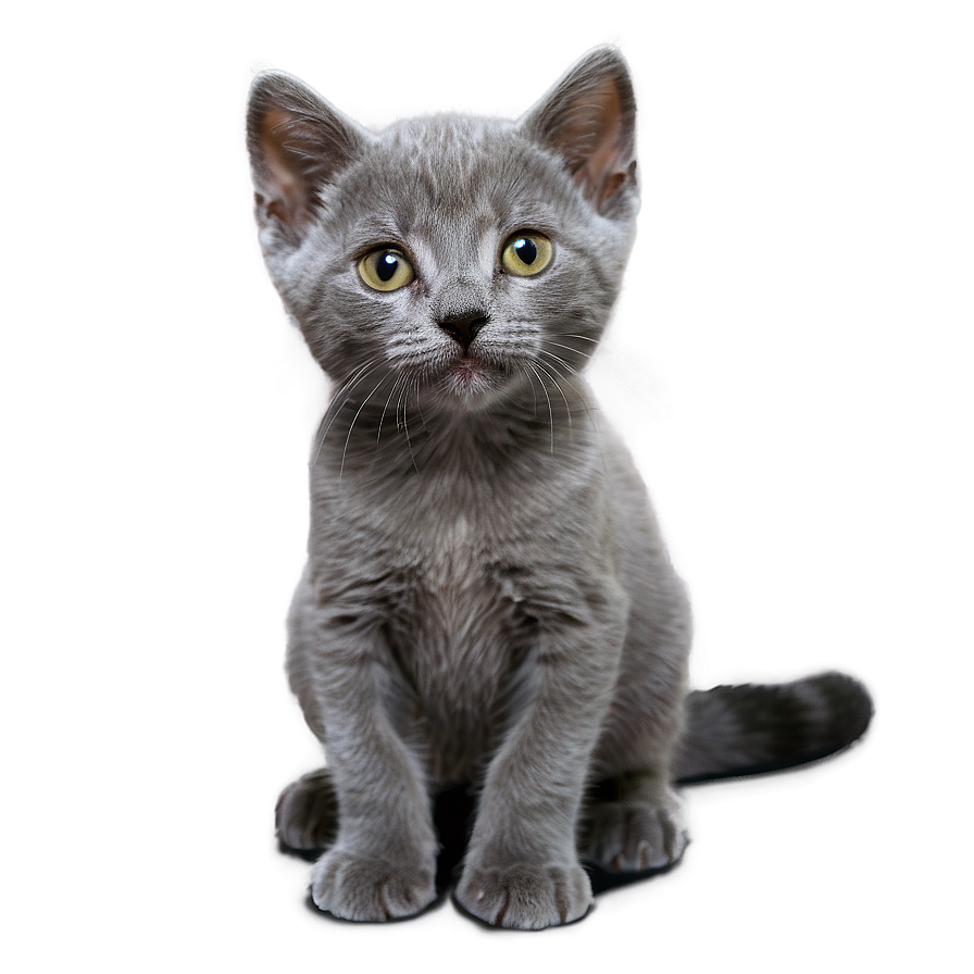 Curious Grey Kitten Png 85 PNG image