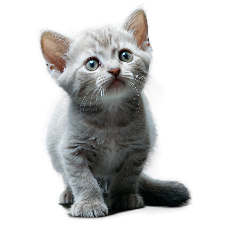 Curious Grey Kitten Png Jhr PNG image