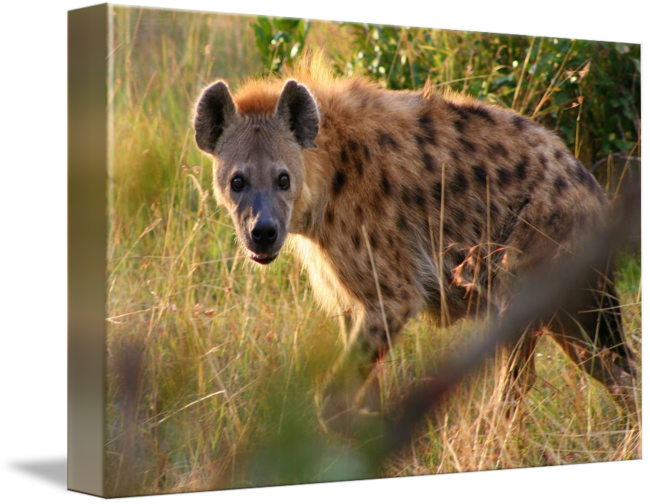 Curious Hyenain Grassland PNG image