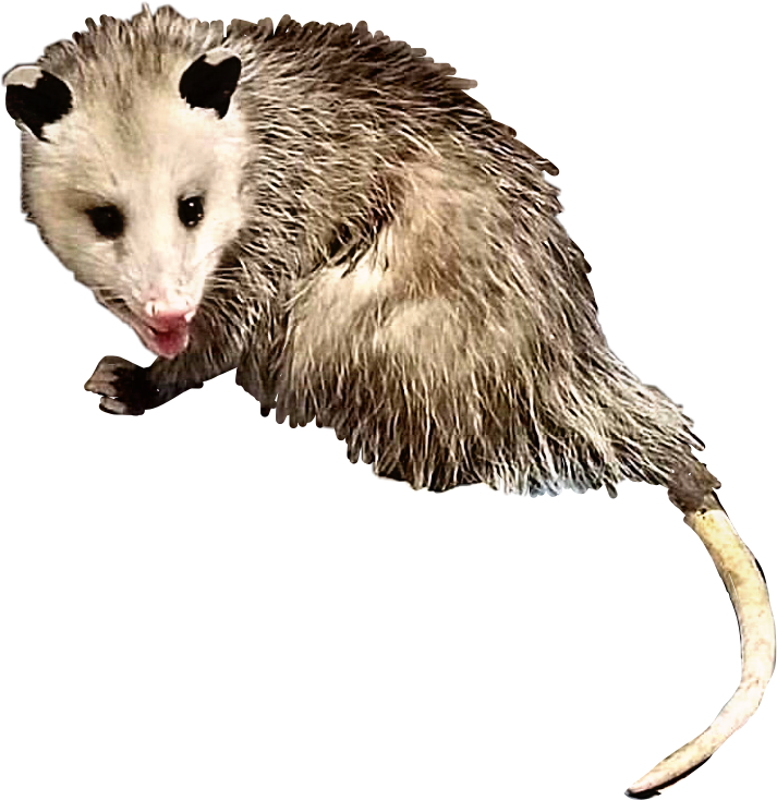 Curious Opossum Cutout PNG image