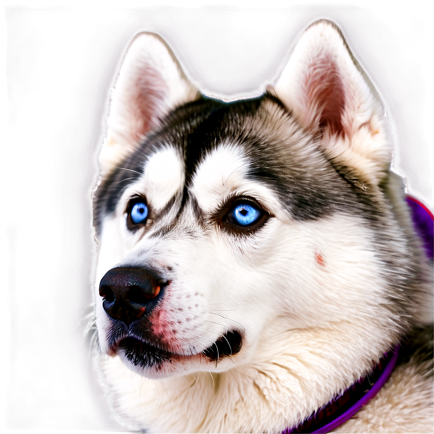 Curious Siberian Husky Png Axv PNG image