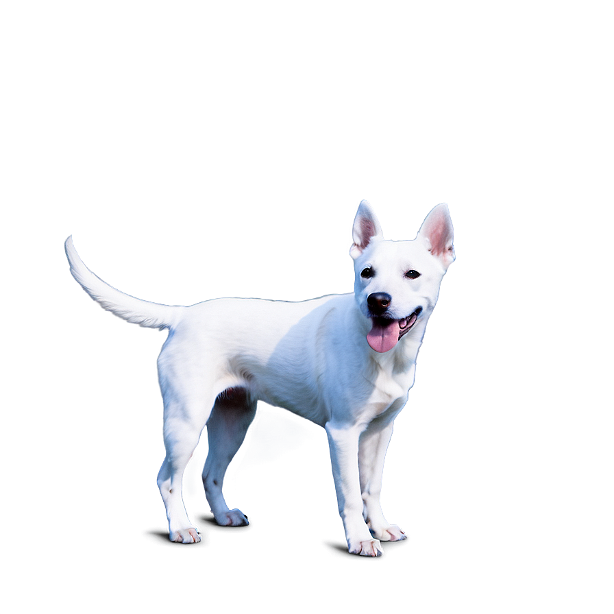 Curious White Dog Png 79 PNG image